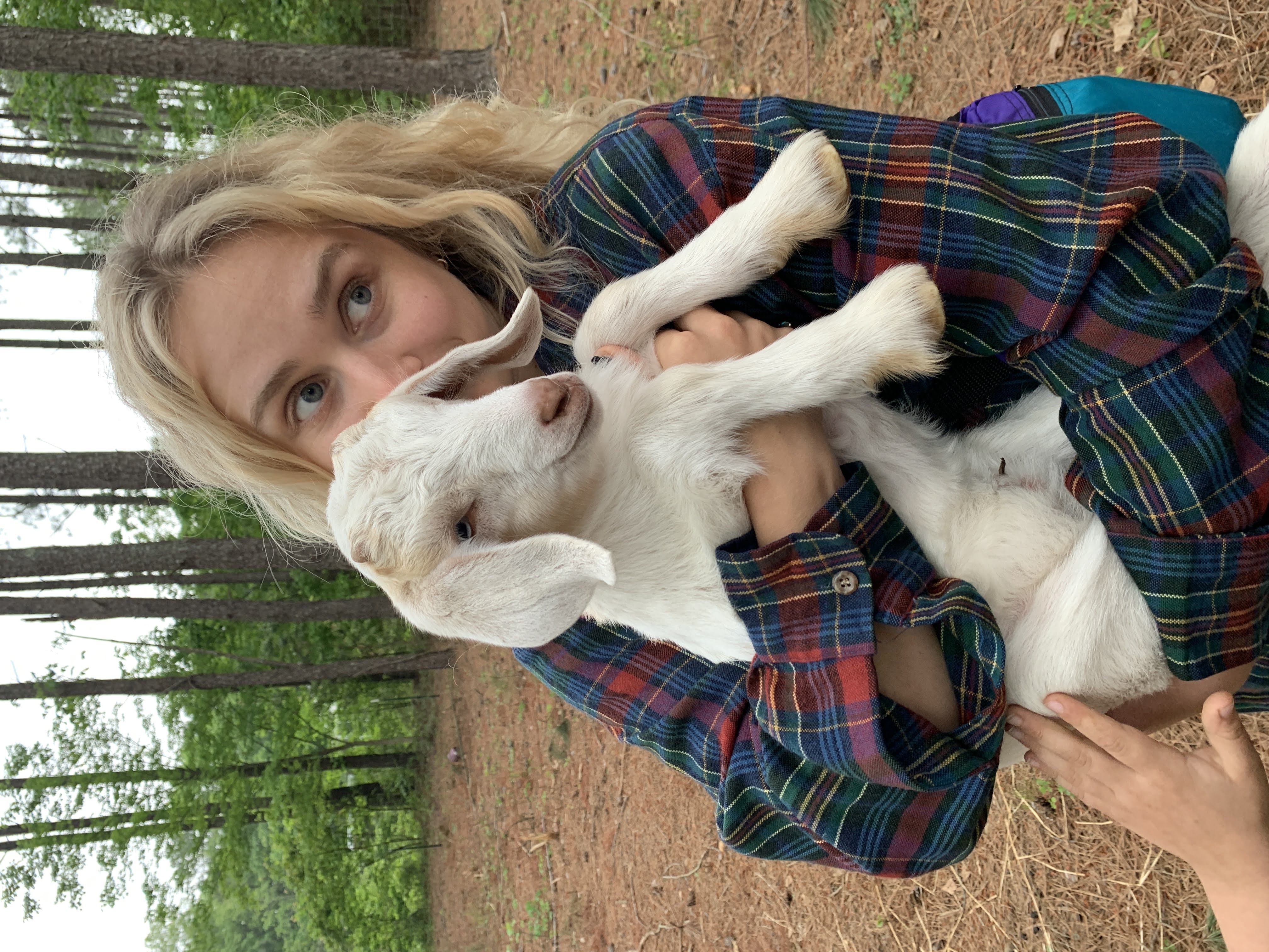 baby goaties